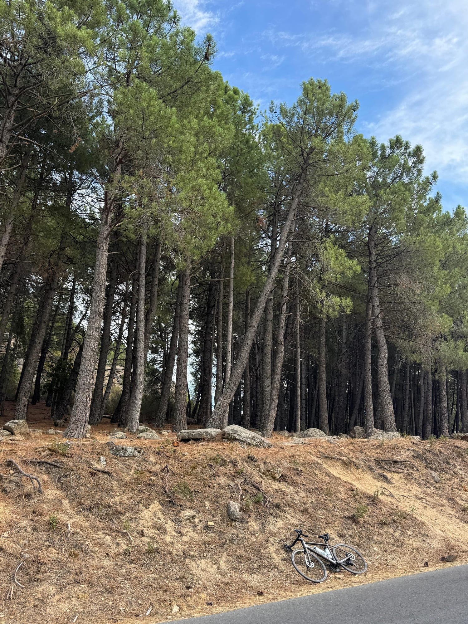 Bicicleta de carretera apoyada en un talud bajo un pinar, en lo alto de La Pedriza