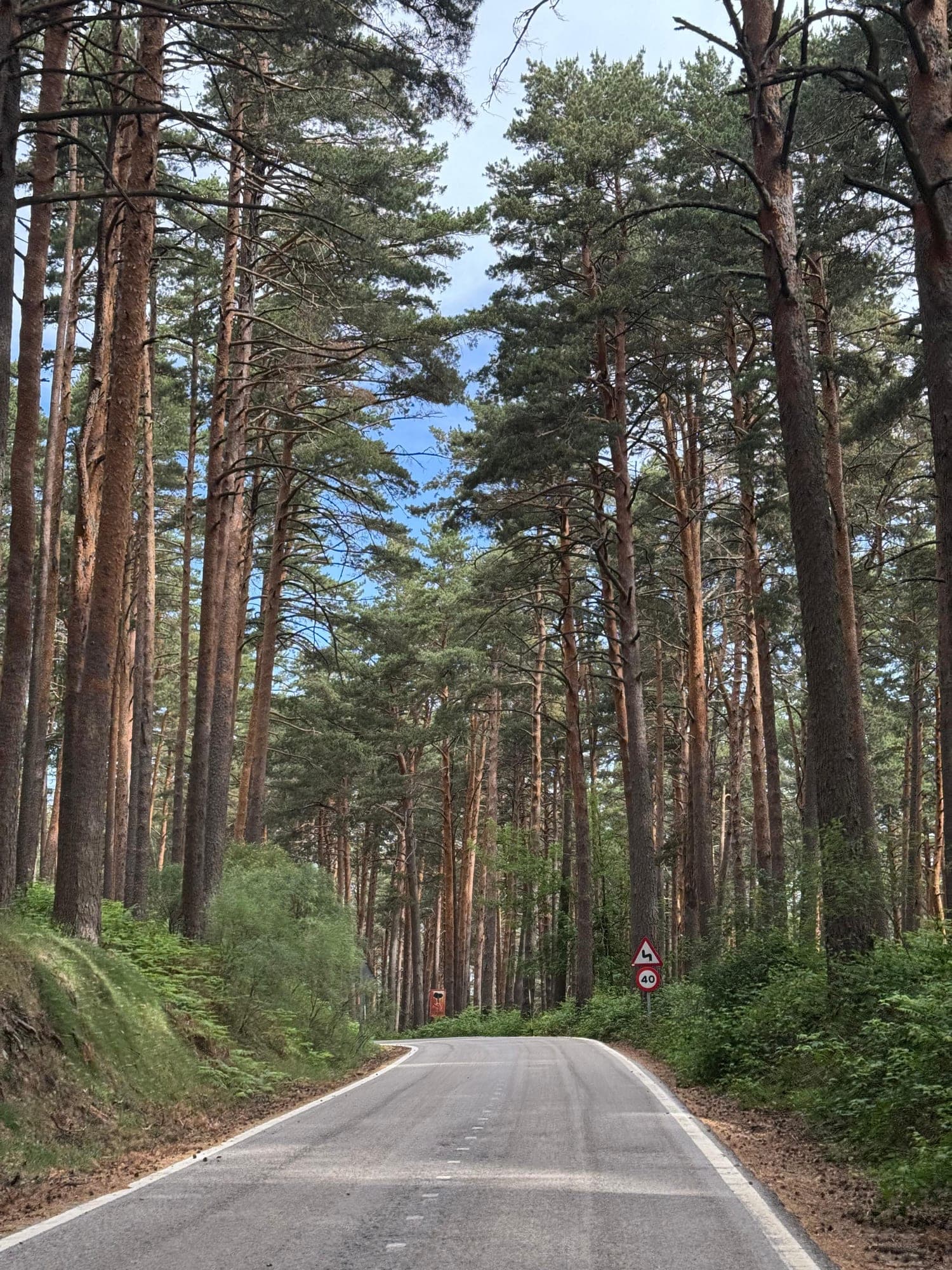Carretera serpenteando bajo un túnel de pinos que se cierra sobre el camino